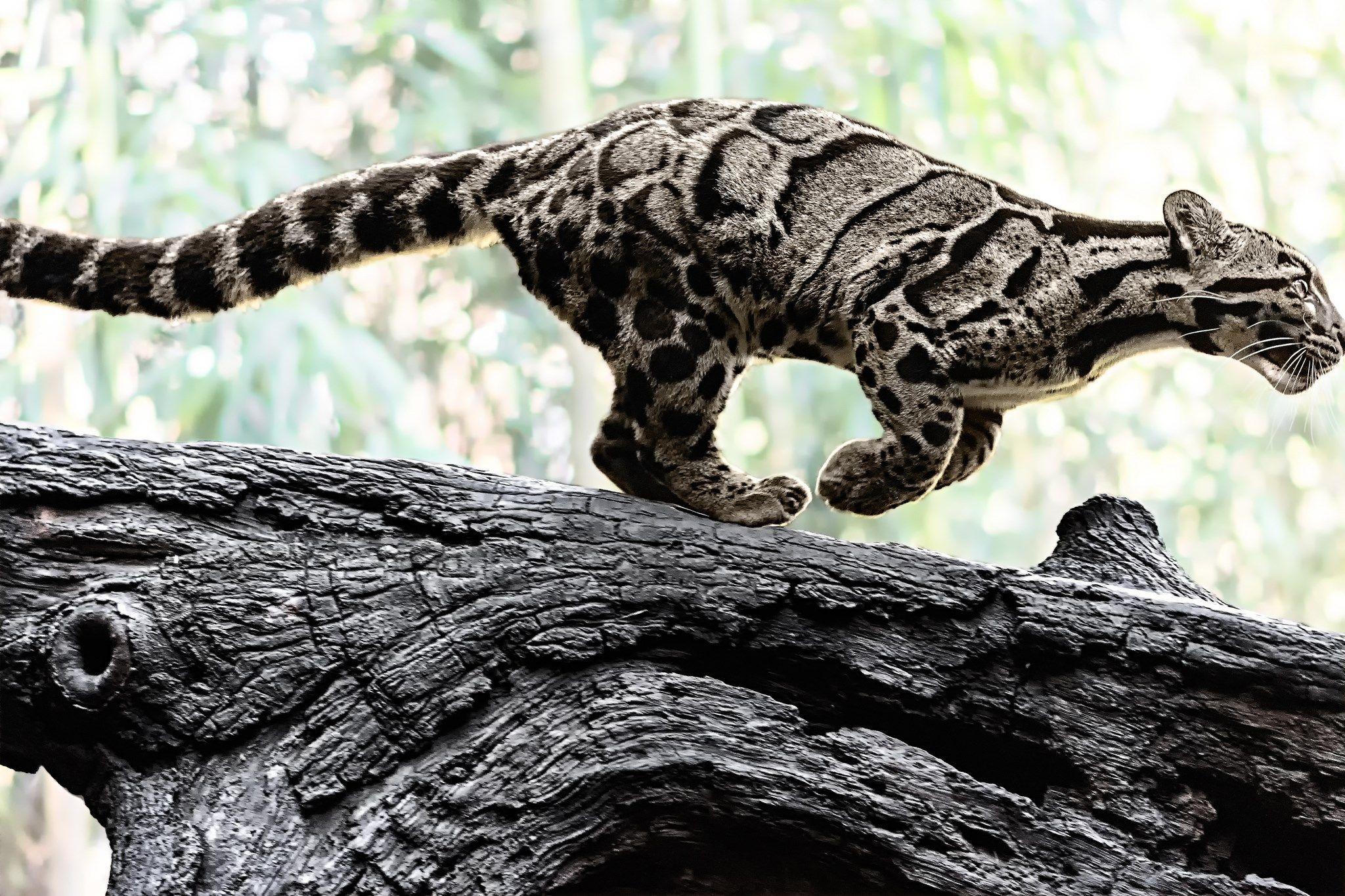 clouded leopard wallpaper and background