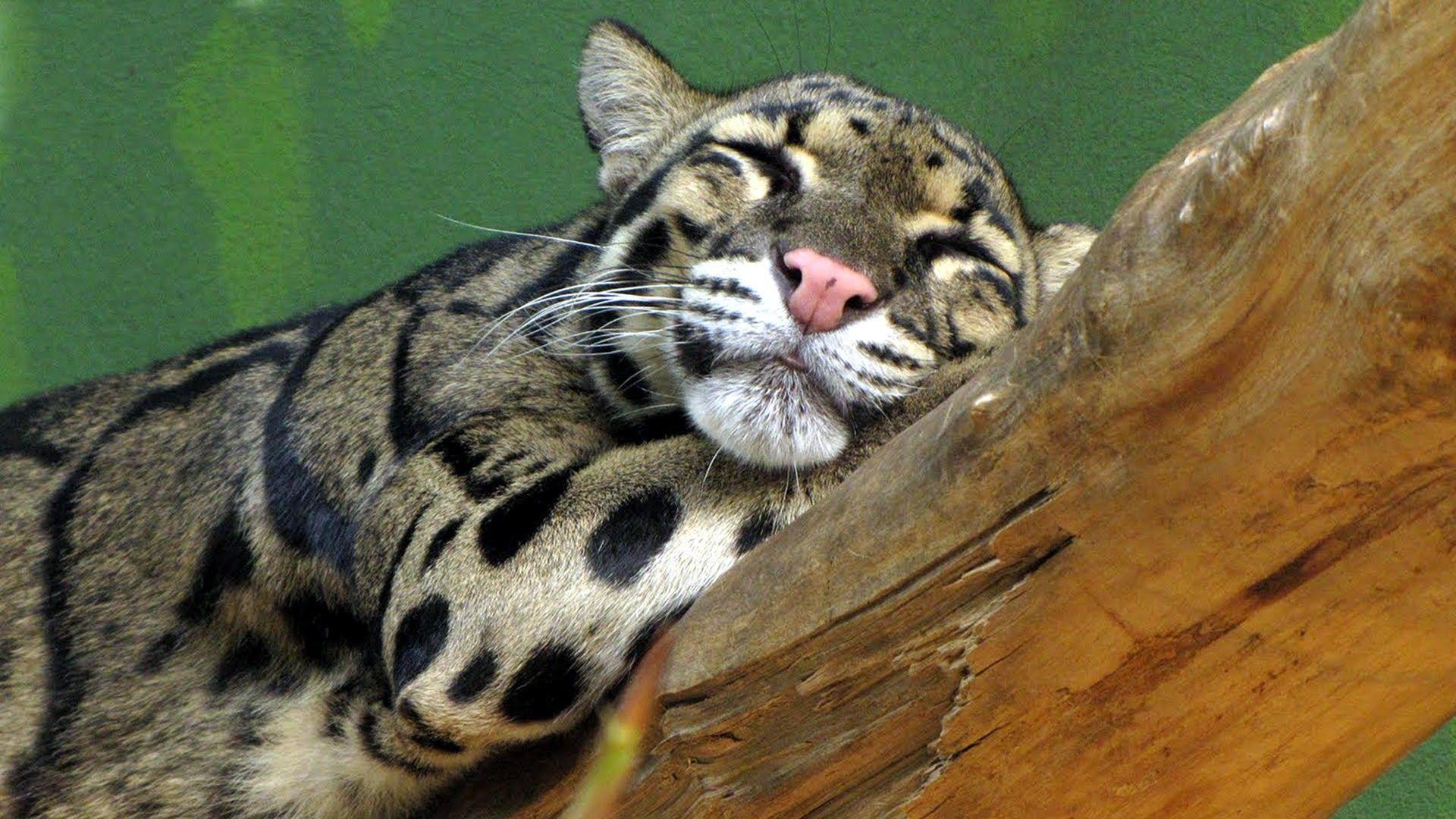 animals, leopards, clouded leopards, big cats, Neofelis Nebulosa