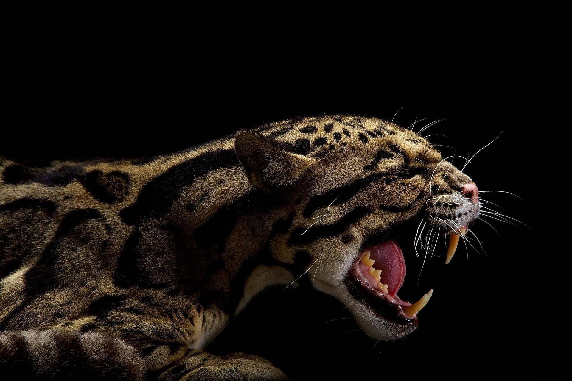 Clouded Leopard Full HD Wallpaper and Backgroundx1280