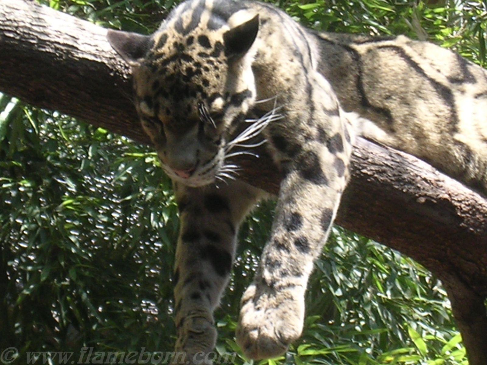 Clouded Leopards image Sleeping Clouded Leopard HD wallpaper