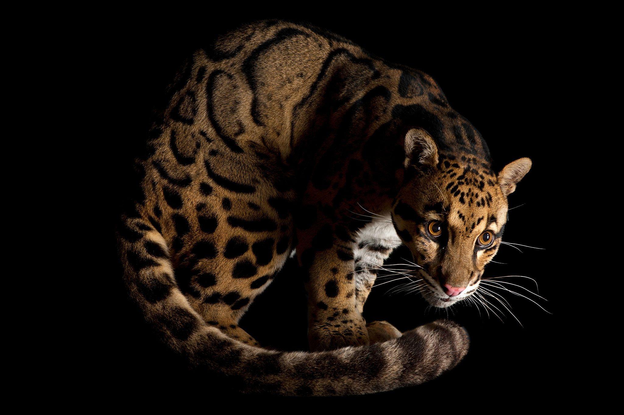 Clouded leopard Photography • Image Album