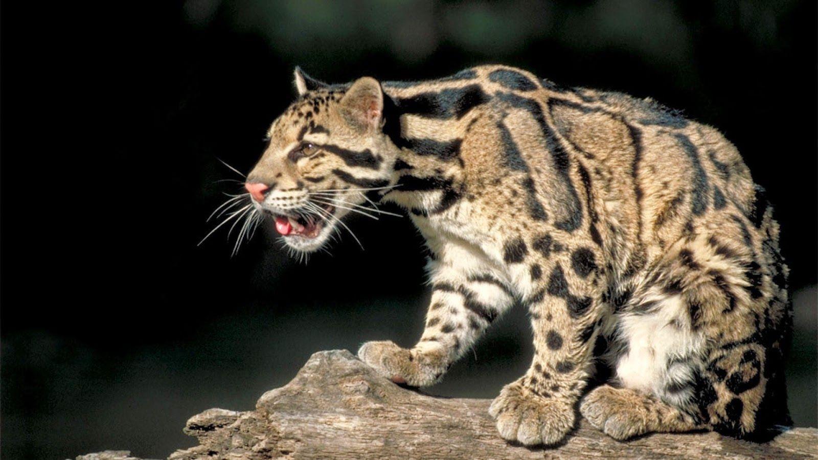 Clouded Leopard. Fun Animals Wiki, Videos, Picture, Stories