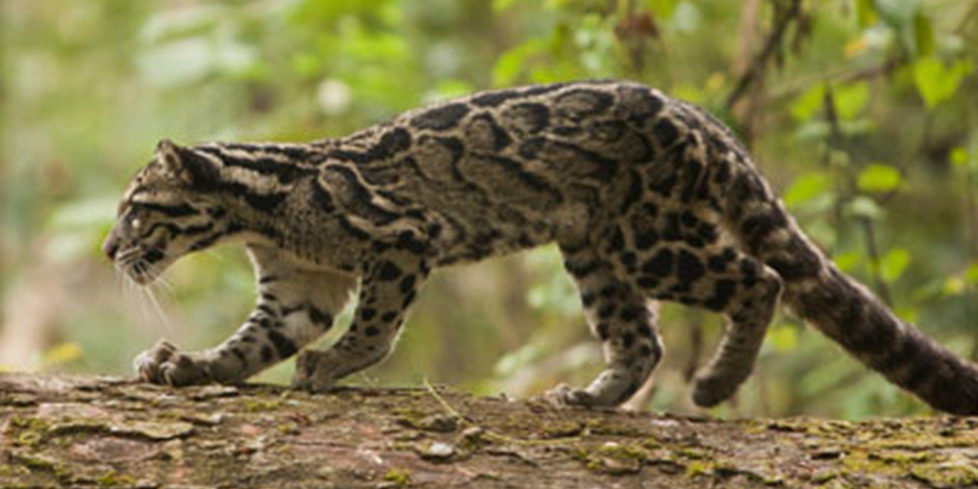 Clouded Leopard wallpaper, Animal, HQ Clouded Leopard picture