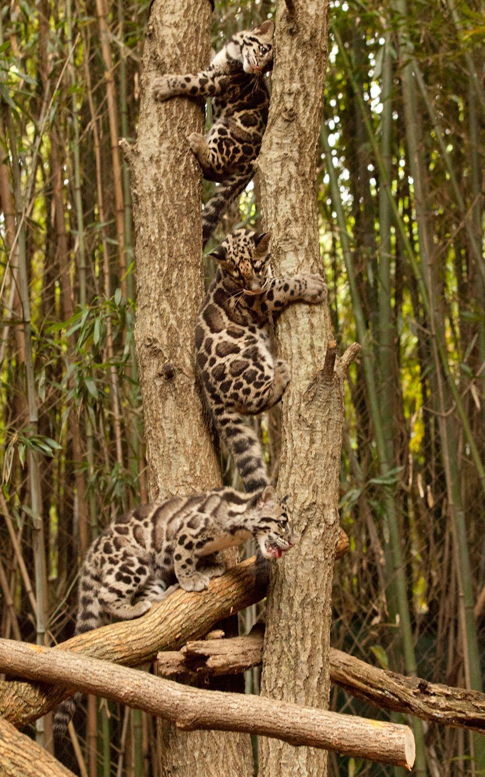 Clouded Leopard Conservation