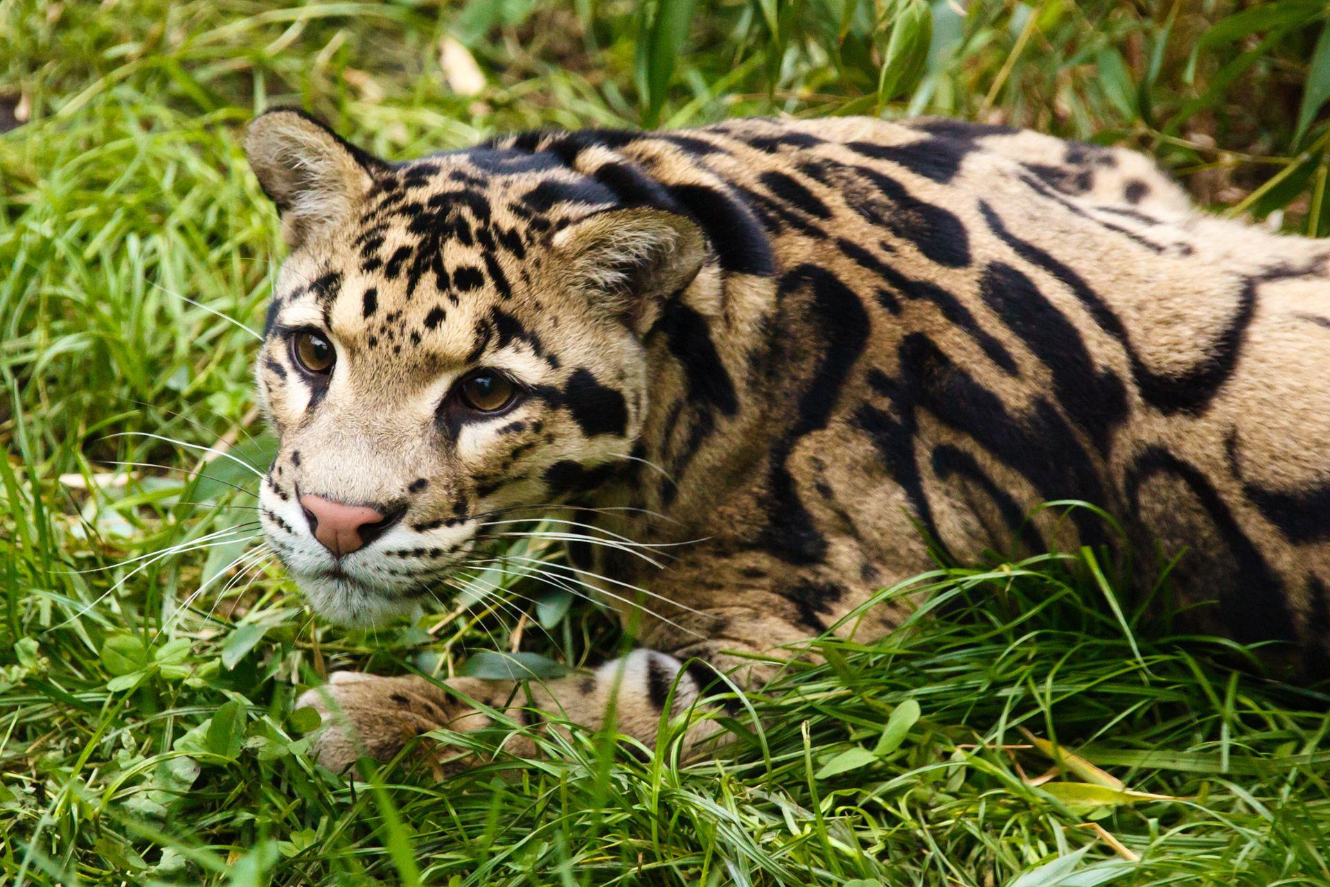Clouded Leopard Free Domain Picture