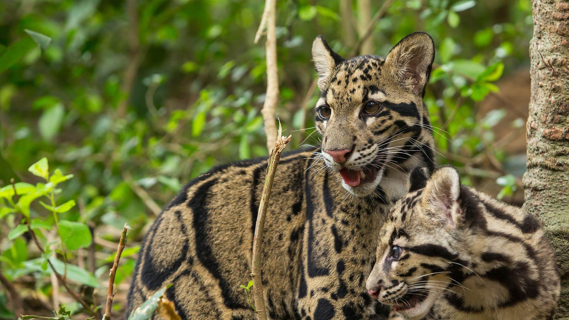 Clouded Leopard. San Diego Zoo Animals & Plants
