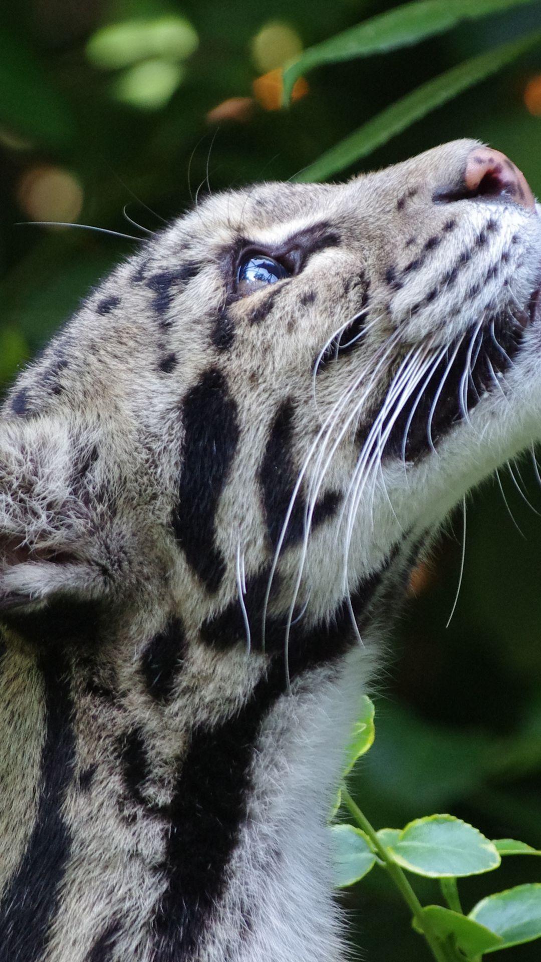 HD Background Clouded Leopard Big Cat Wild Snout Spotted Jaguar