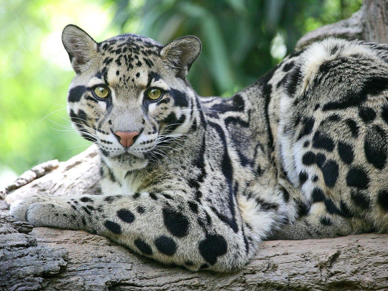 Clouded Leopard.. / Clouded Leopard, Nashville Zoo At