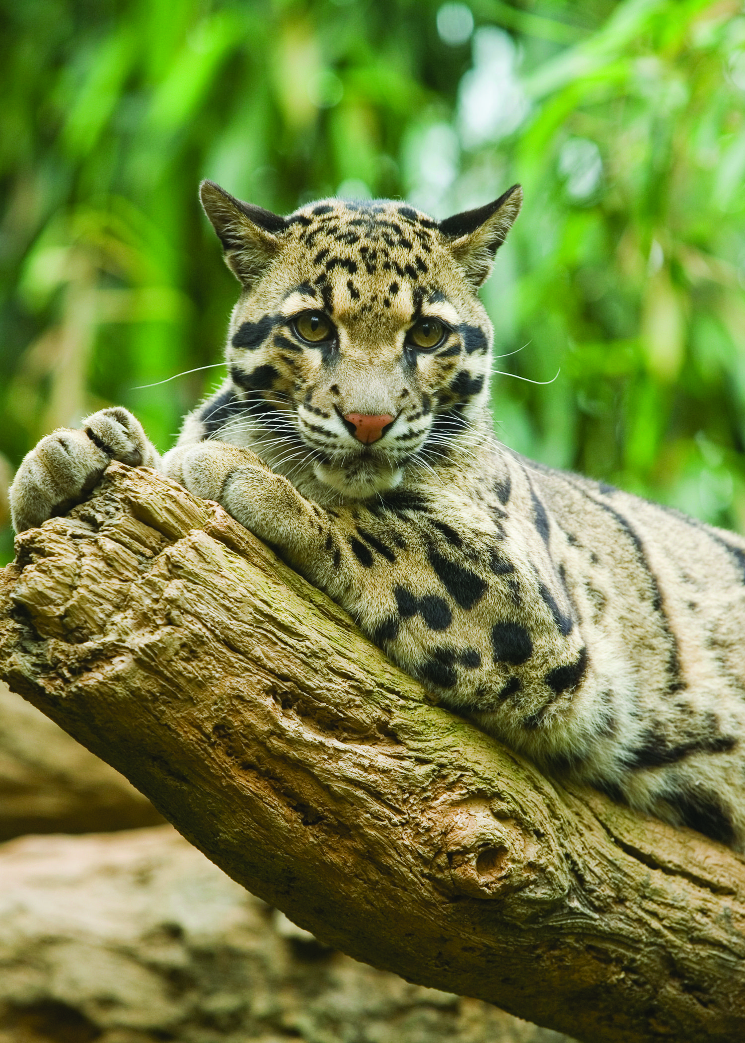 Adopt a Clouded Leopard Adoption and Gift Center