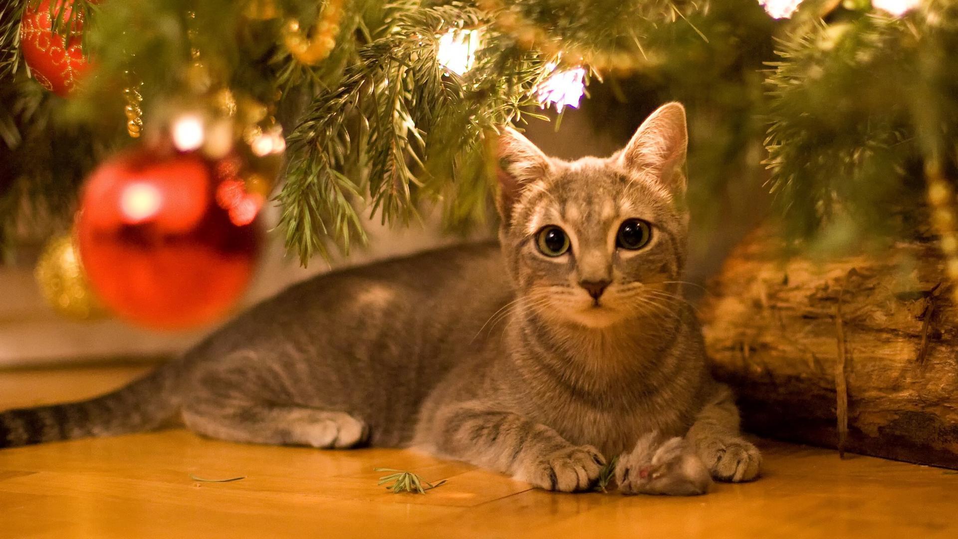 Widescreen Wallpaper of Christmas Cat, Nice Pics
