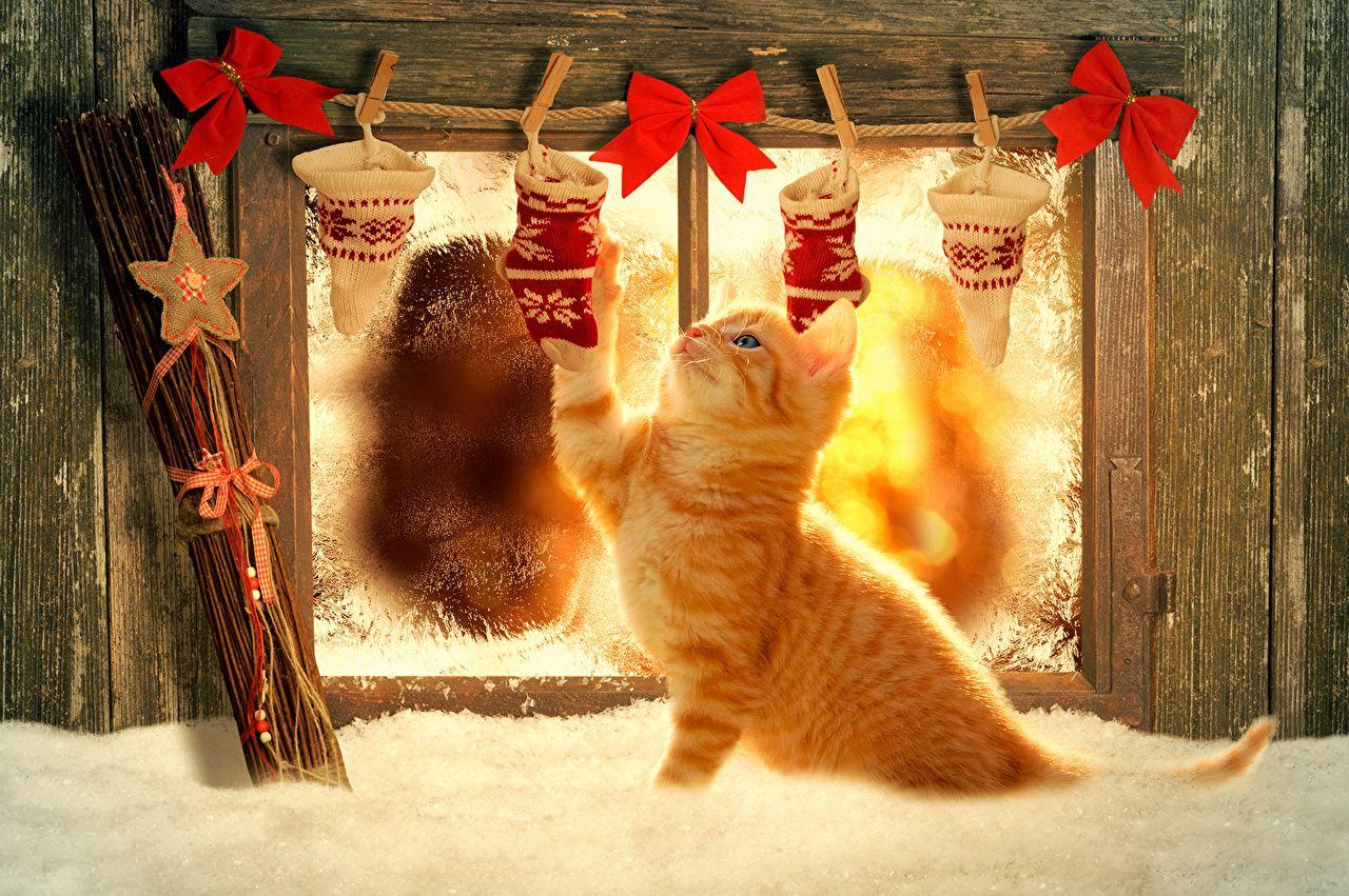 Wallpaper Kittens cat Christmas red orange Snow Window bow knot