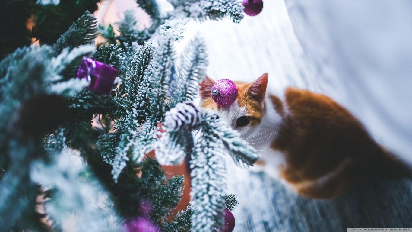 Cat under Christmas Tree ❤ 4K HD Desktop Wallpaper for 4K Ultra