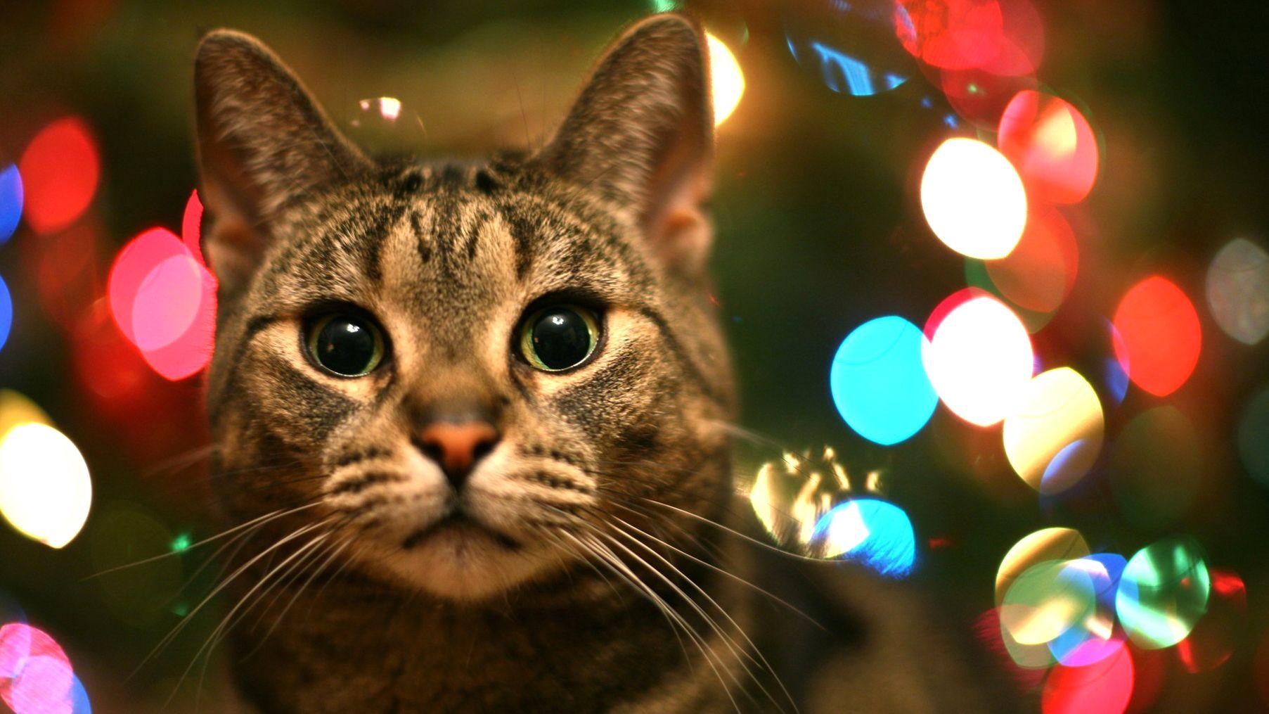 Christmas, Lights, Cat, Kittens, Puffy Cats, High Resolution Pet