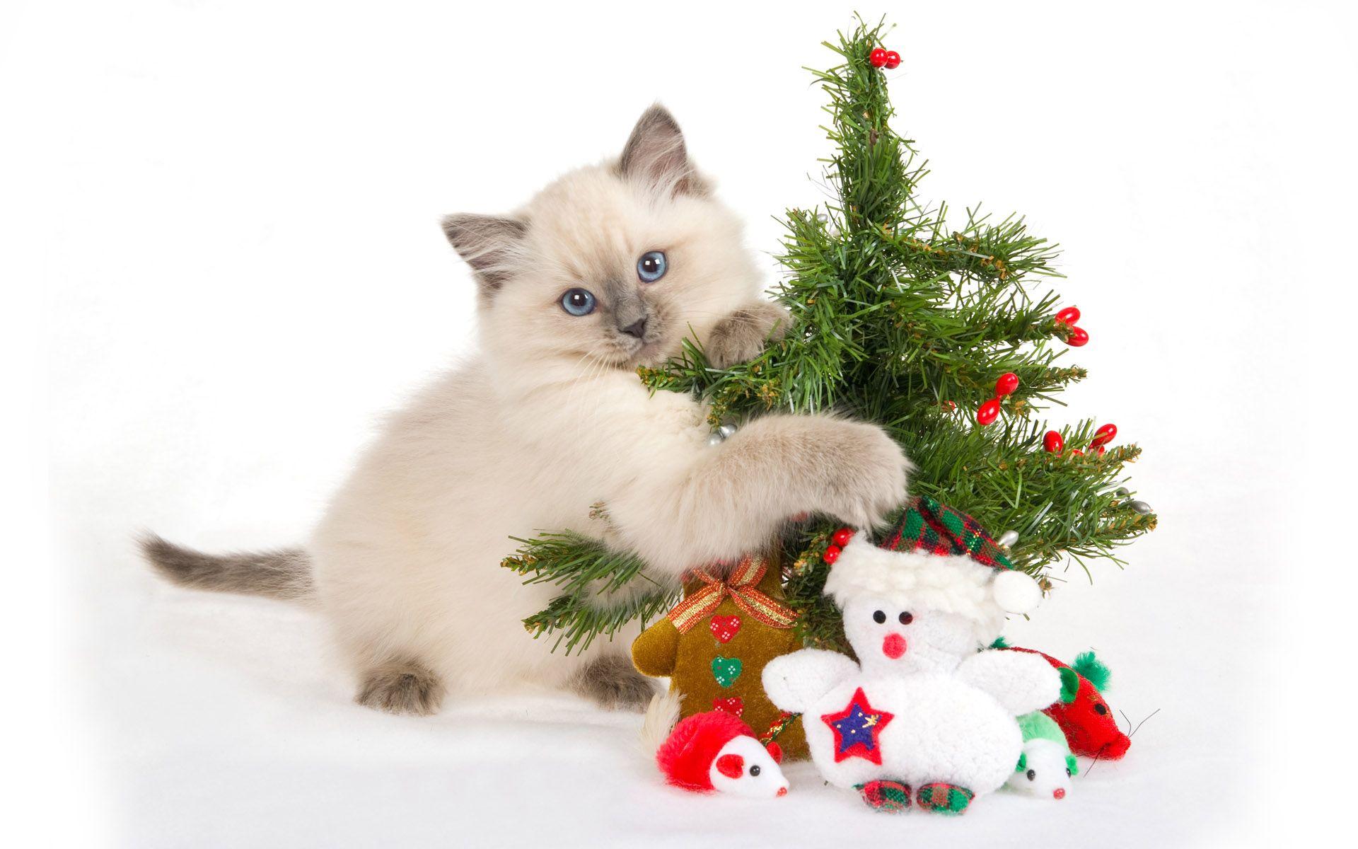Cat with Christmas tree wallpaper. Cat with Christmas tree stock