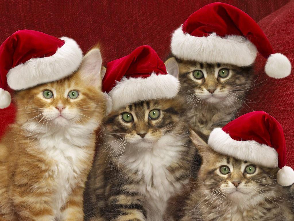 Christmas Cats Wallpapers - Wallpaper Cave