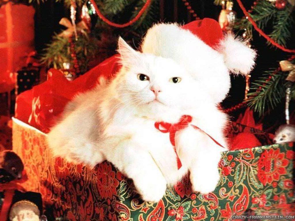 Christmas Wallpaper Cats