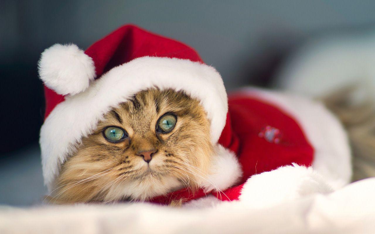 Free Download Christmas Pets HD Wallpaper in 1280x800