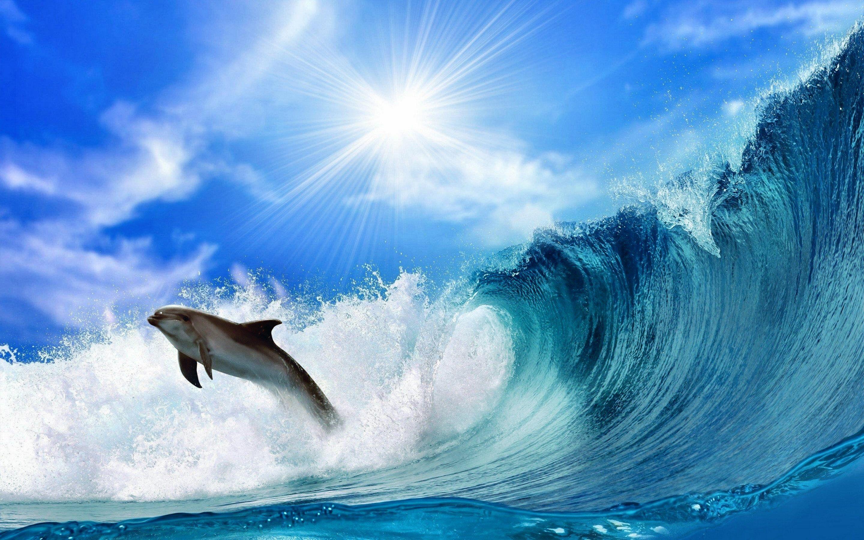 Dolphin HD Wallpaper Background Wallpaper