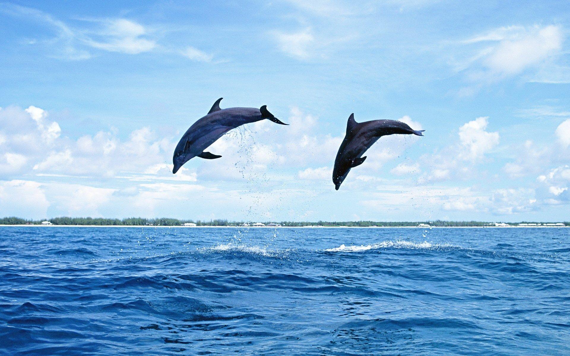Beautiful dolphin wallpaper, 1920x1200 (524 kB). sharovarka