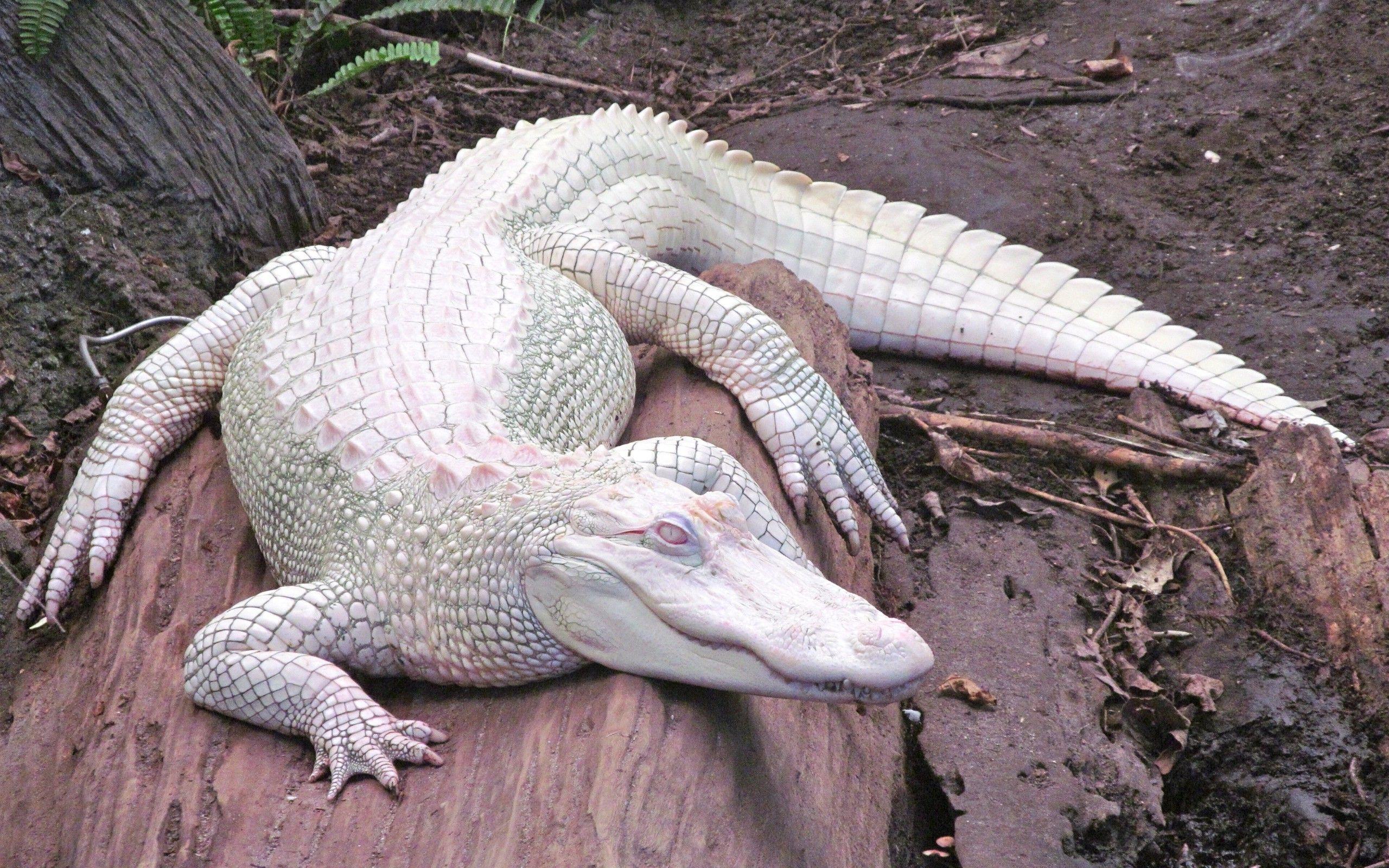 alligators, Albino, Nature, Animals Wallpaper HD / Desktop