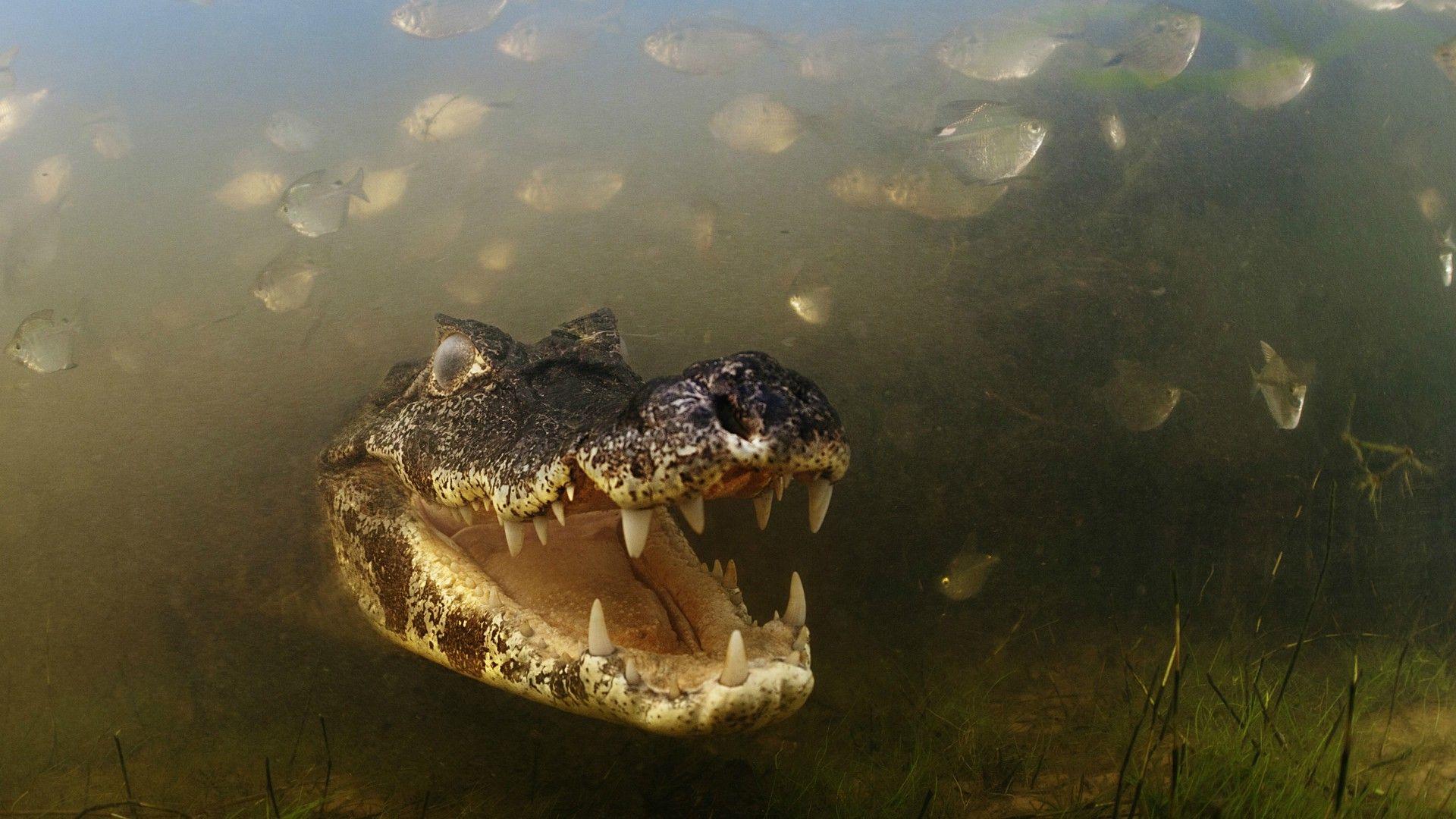 nature, Animals, Skin, Alligators, Crocodiles, Teeth, Underwater