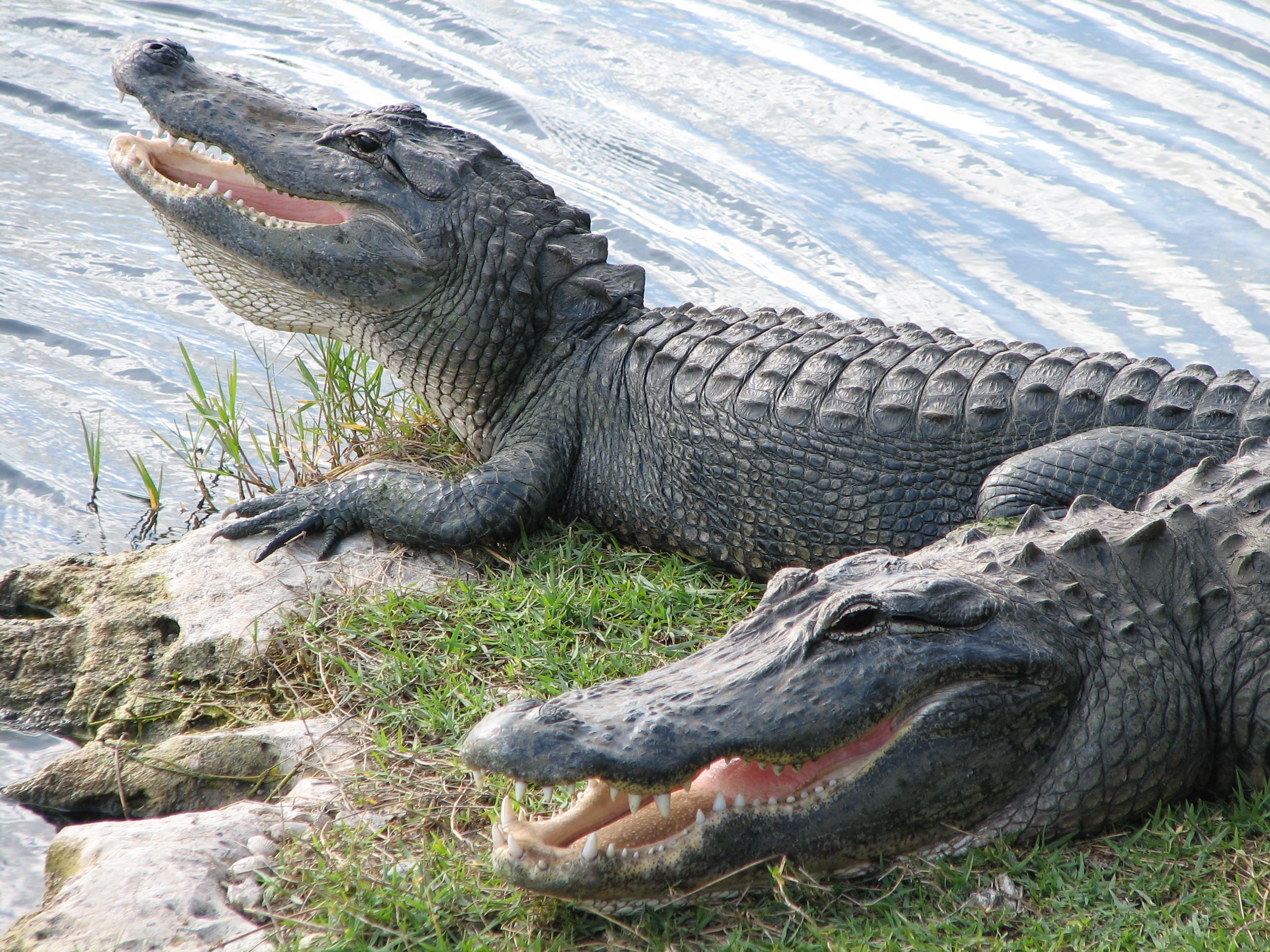 Alligator Items
