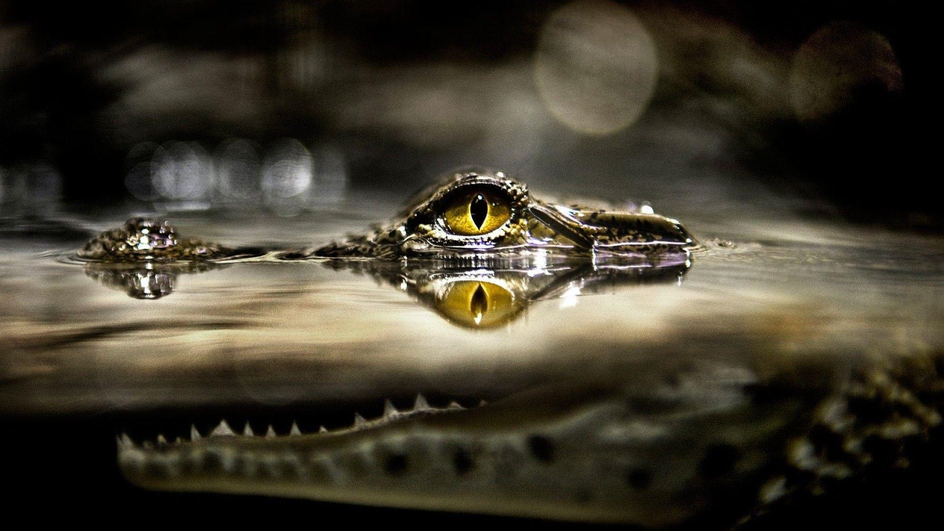 alligators, Animals, Reptile, Split View, Eyes, Wildlife