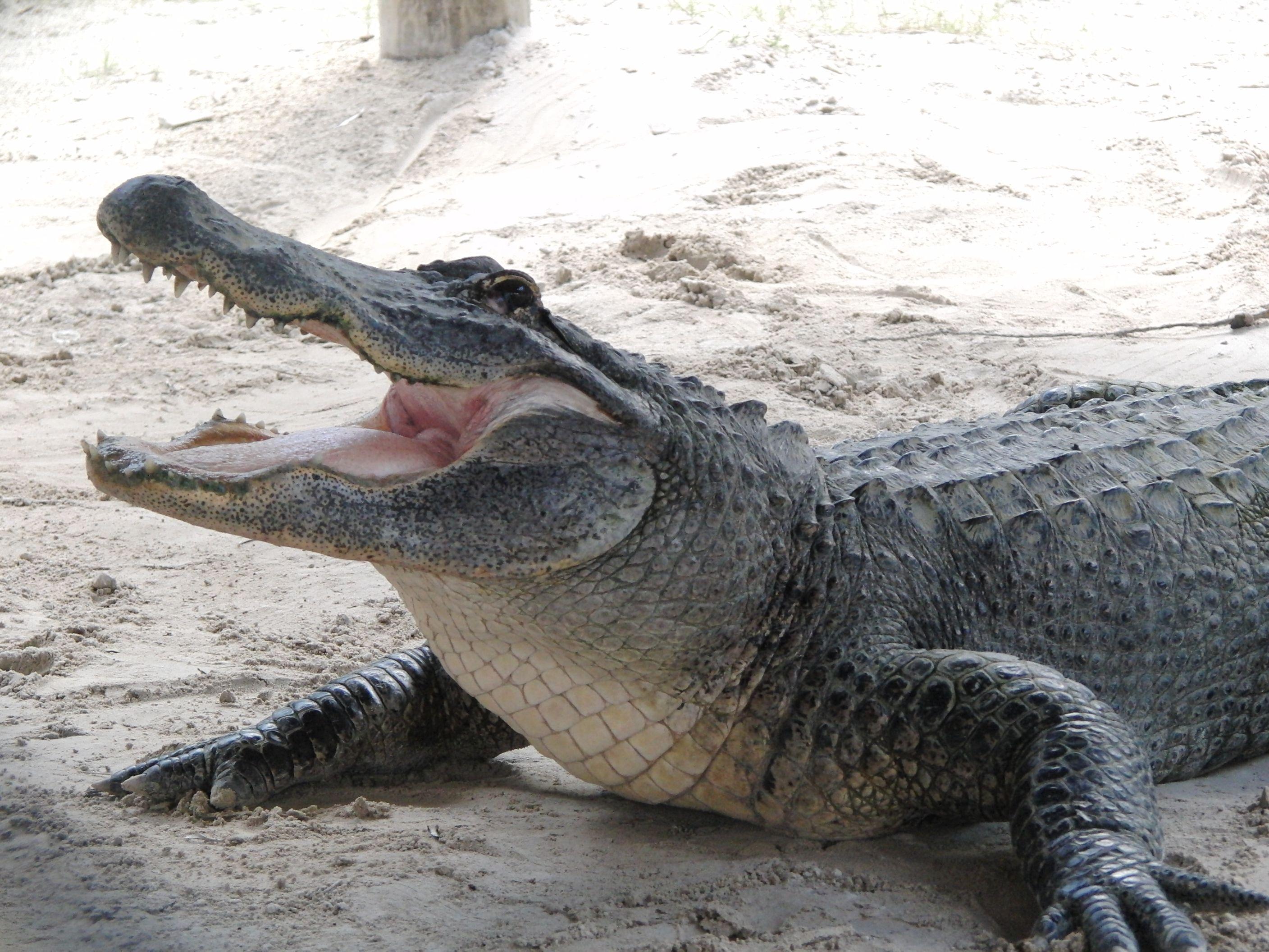 Reason to carry your camera: alligators. All About Image Blog