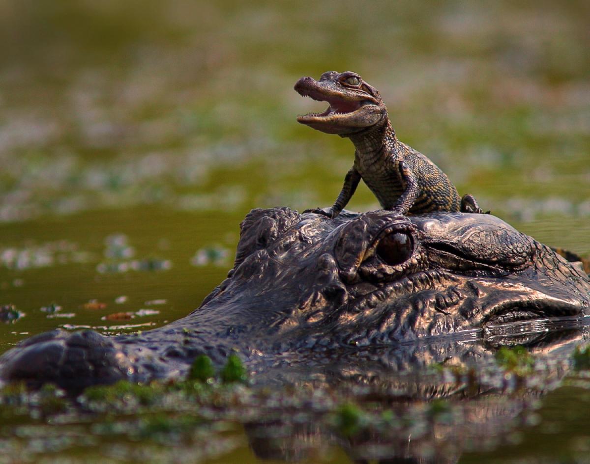 Baby Crocodile With Mother Wallpaper (1200×945). Turtles