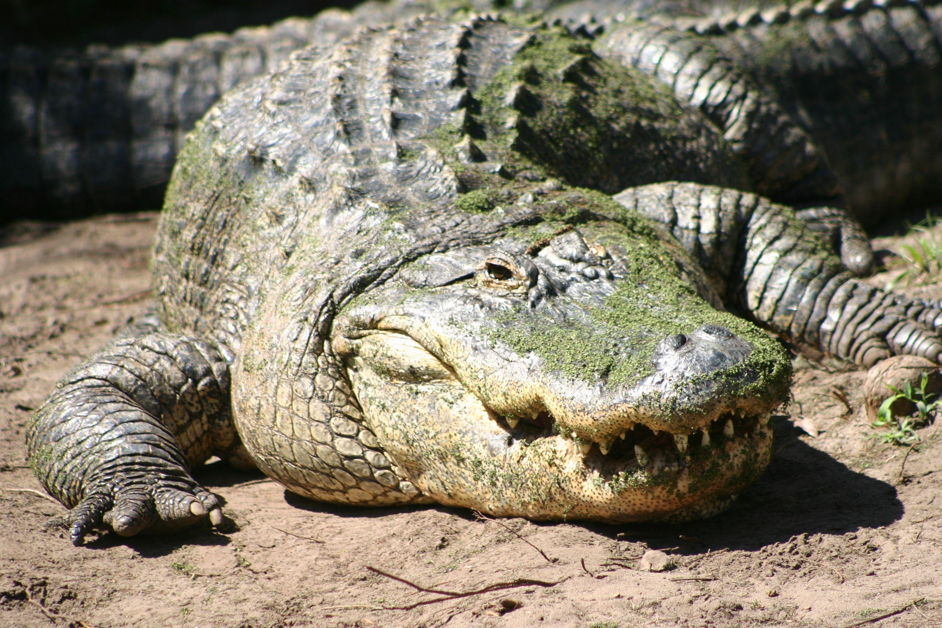 alligator!!. Amnimals. Alligators, Reptiles