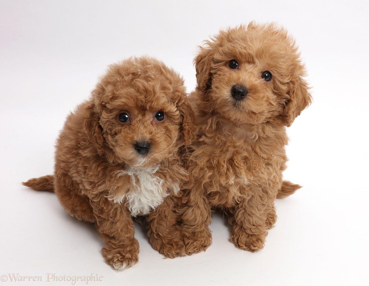 Dogs Red Toy Labradoodle Puppies Photo Background And Picture HD