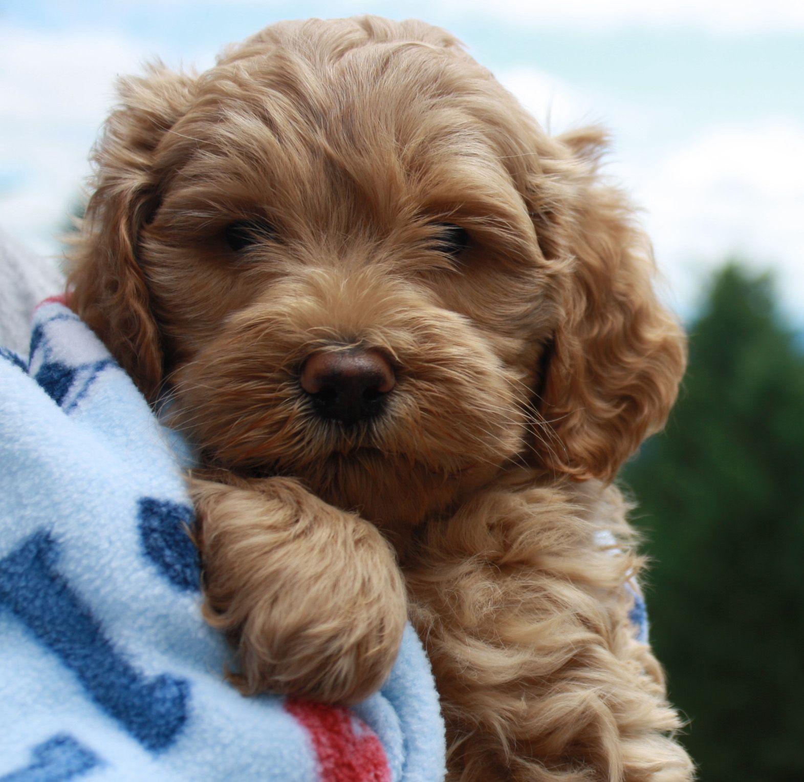 Puppies Available At Fernridge Labradoodles Wallpaper