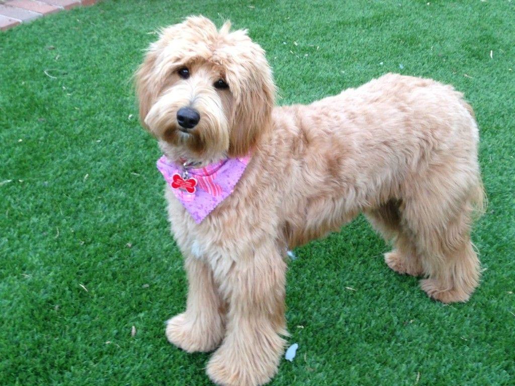 Labradoodle Wallpapers Wallpaper Cave