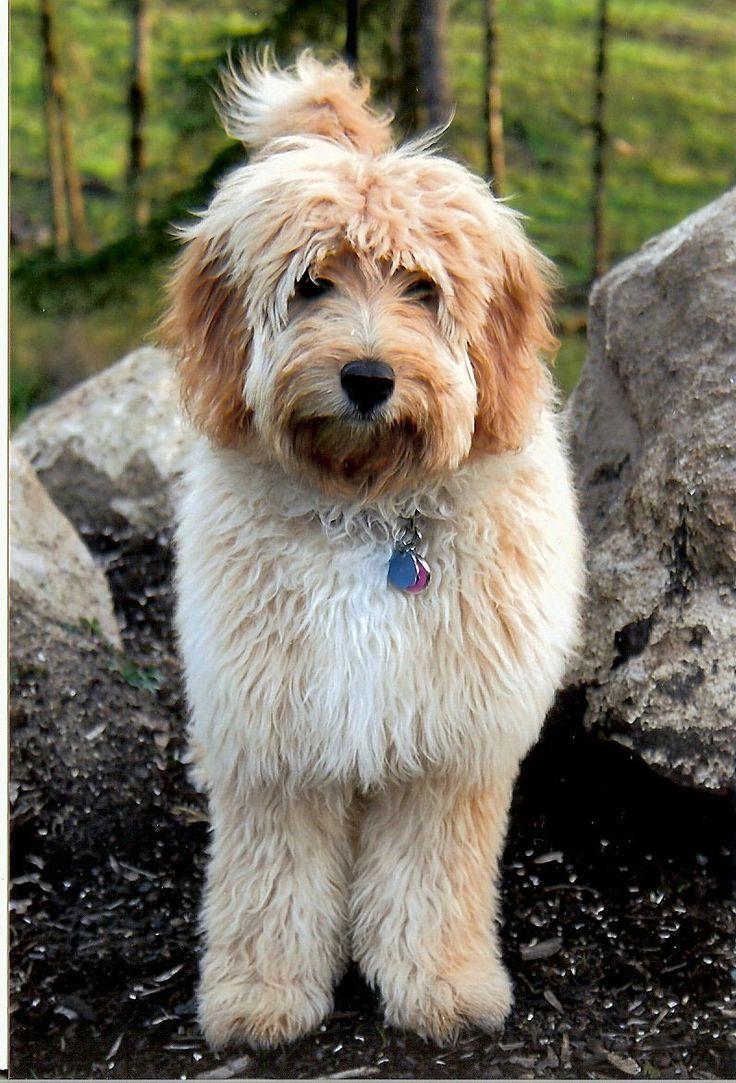 best Labradoodle haircut image. Dogs