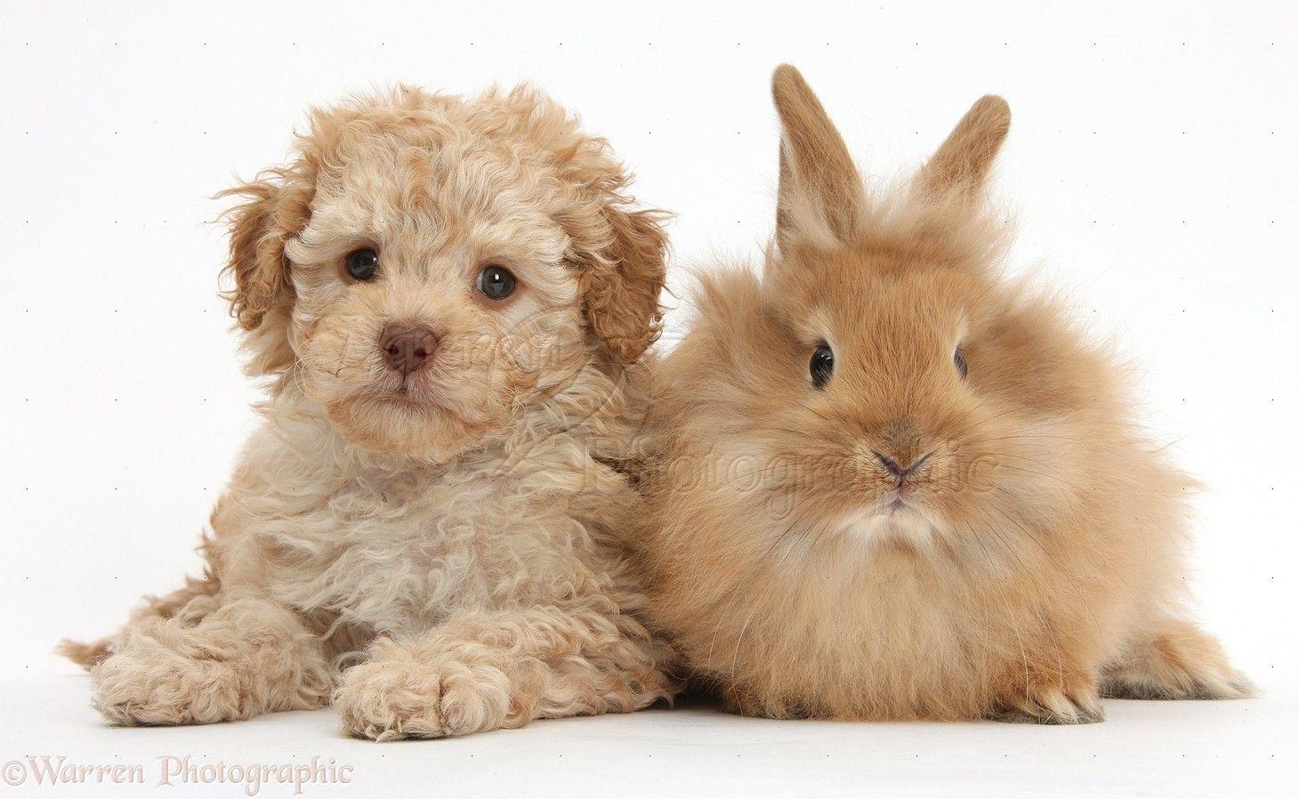 Pets Cute Toy Labradoodle Puppy And Fluffy Bunny Photo Wallpaper