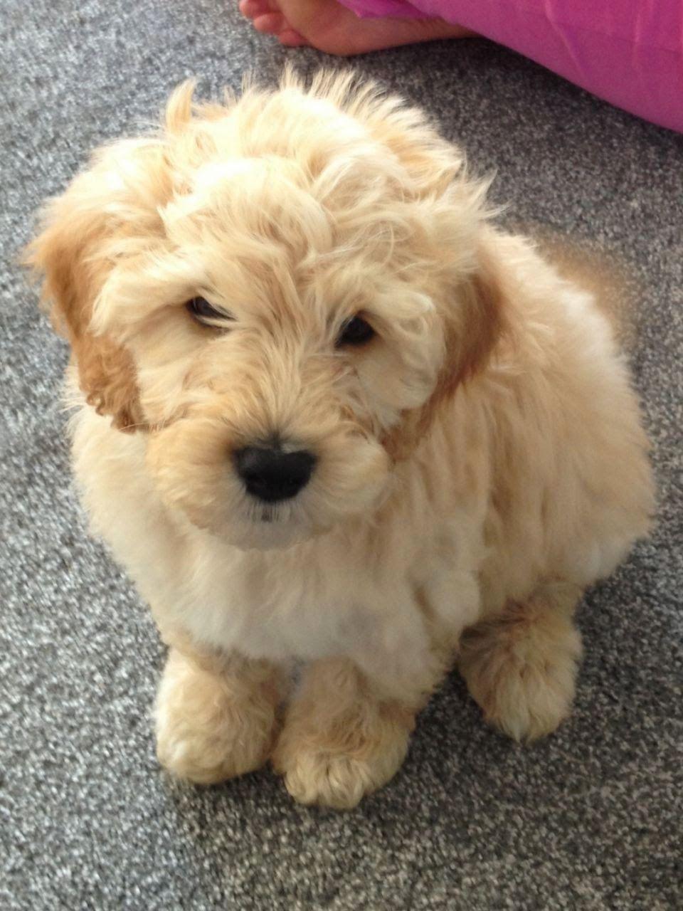 Rules of the Jungle: Labradoodle puppies