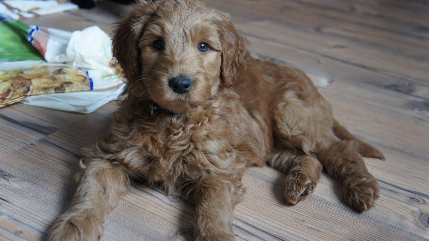 Australian Labradoodle Puppies Wallpaper With Picture High