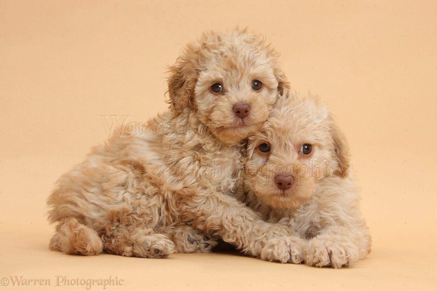 Dogs Toy Labradoodle Puppies On Beige Background Photo Background