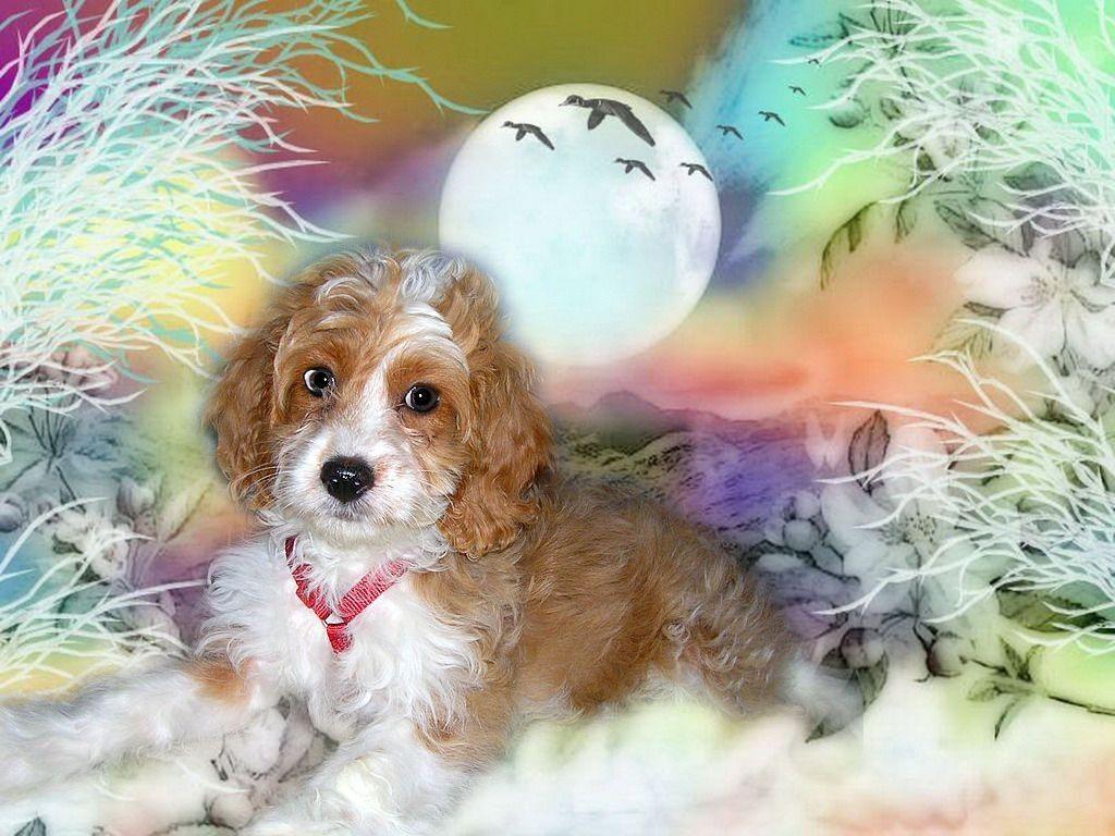 Dog White Mini Canine Labradoodle Fantasy Brown Orange Purple