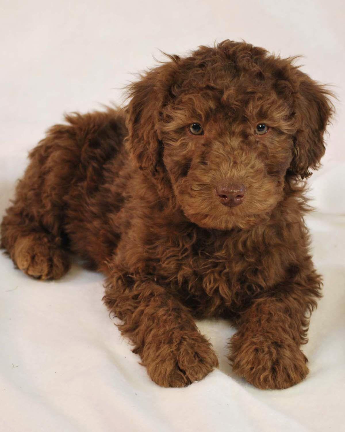 Rules of the Jungle: Labradoodle puppies