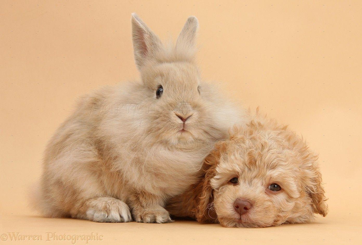 Pets: Toy Labradoodle puppy and fluffy bunny photo