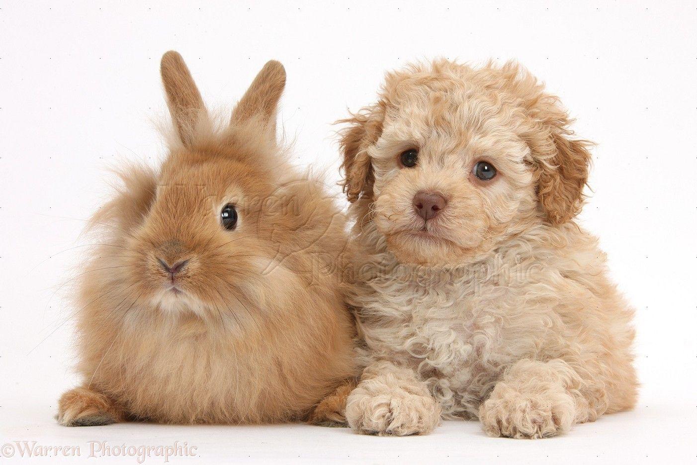 Pets Cute Toy Labradoodle Puppy And Fluffy Bunny Photo Widescreen
