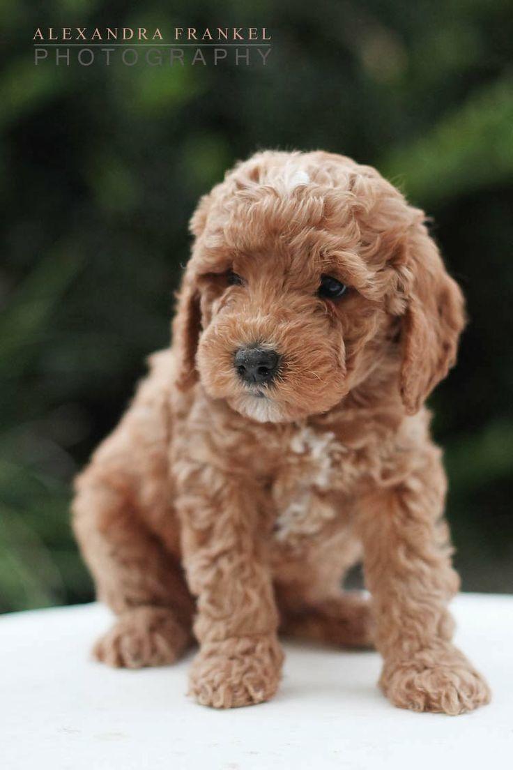 Best Image About Labradoodle Labradoodles Wallpaper And Cute