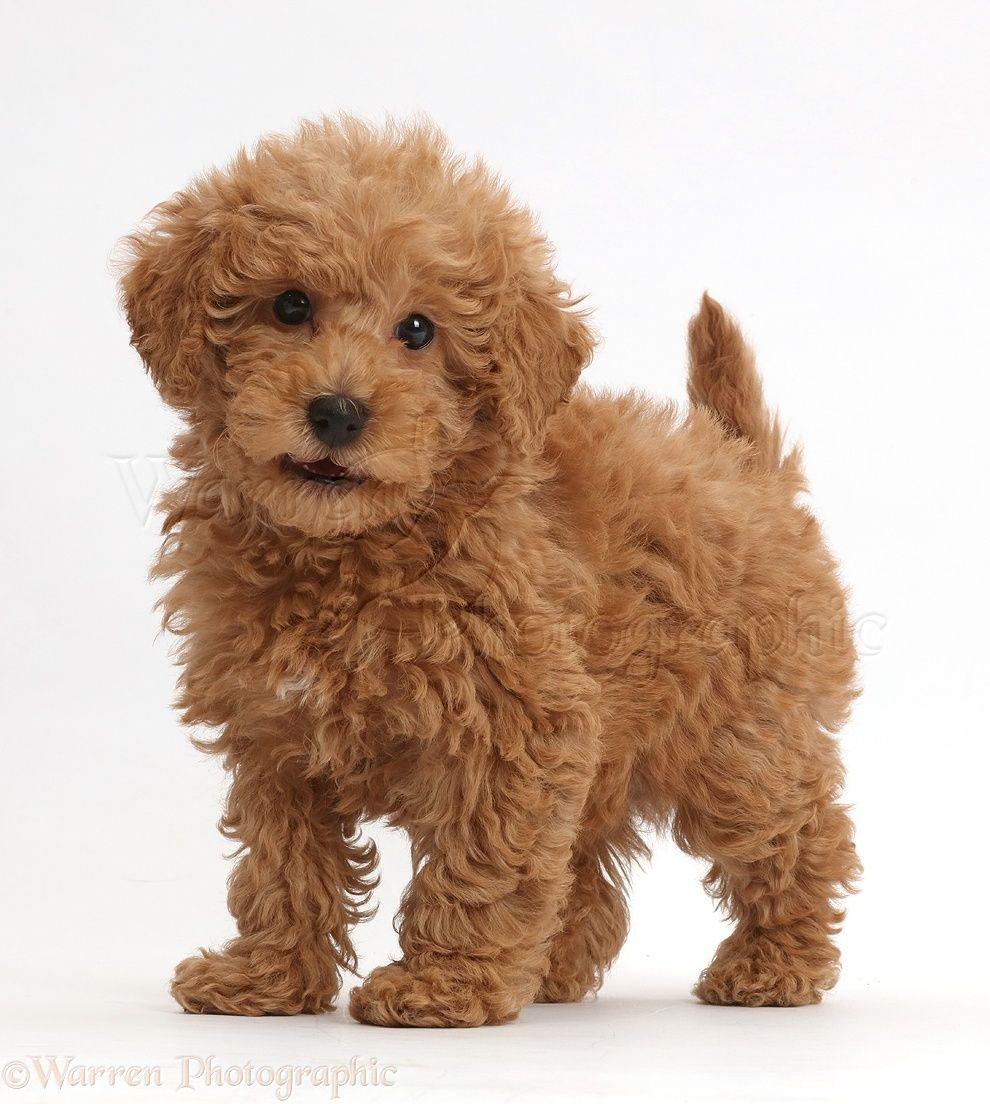 Dog Red Toy Labradoodle Puppy Standing Photo Wallpaper With