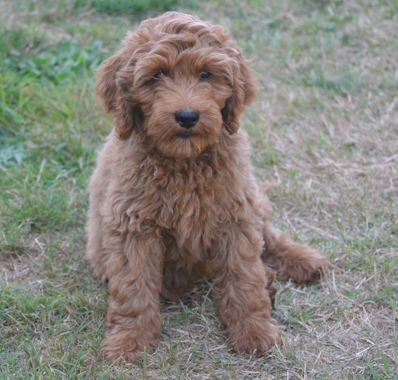 Cute Labradoodle Puppies Puppy Screensaver With HD For iPhone