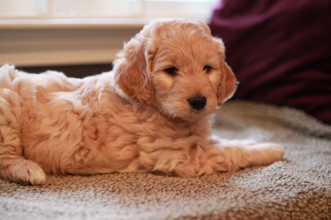 River Valley goldendoodle puppy NY. Maybe someday