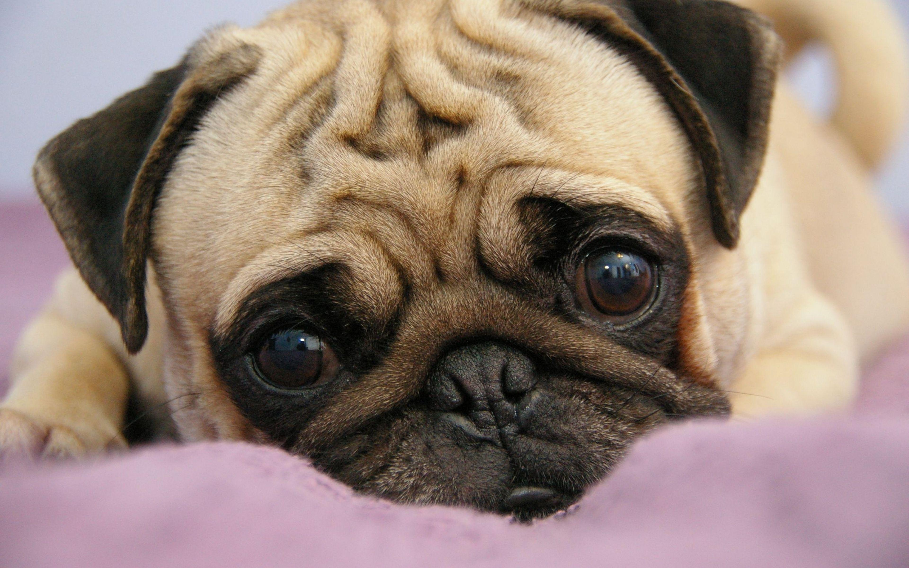 Baby Pugs Wallpapers - Wallpaper Cave