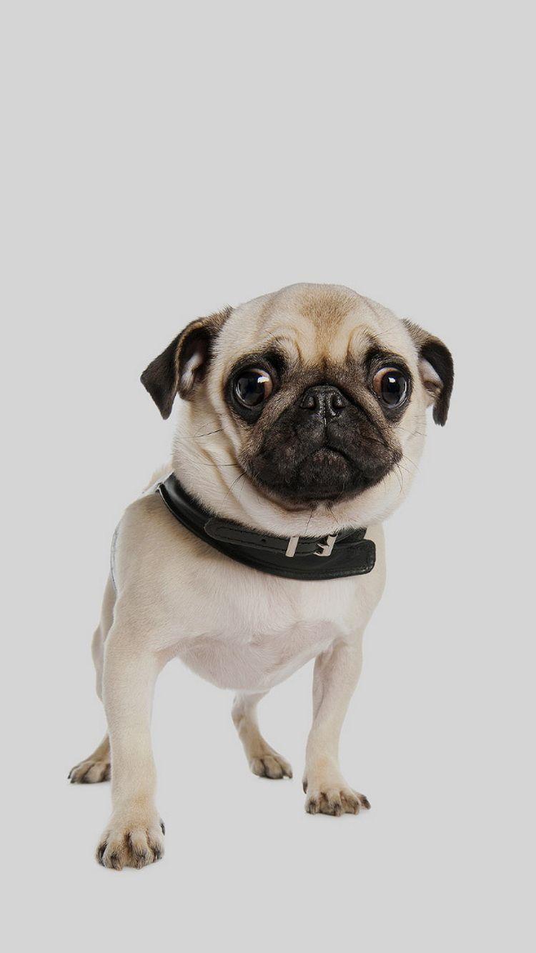 Cute Pug Dog iPhone 6 Wallpaper HD