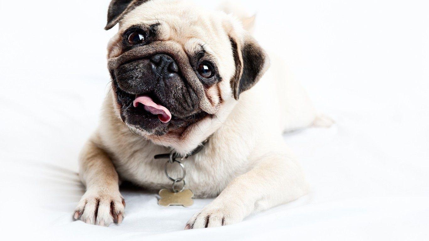 Reasons Why Pugs Are Wonderful