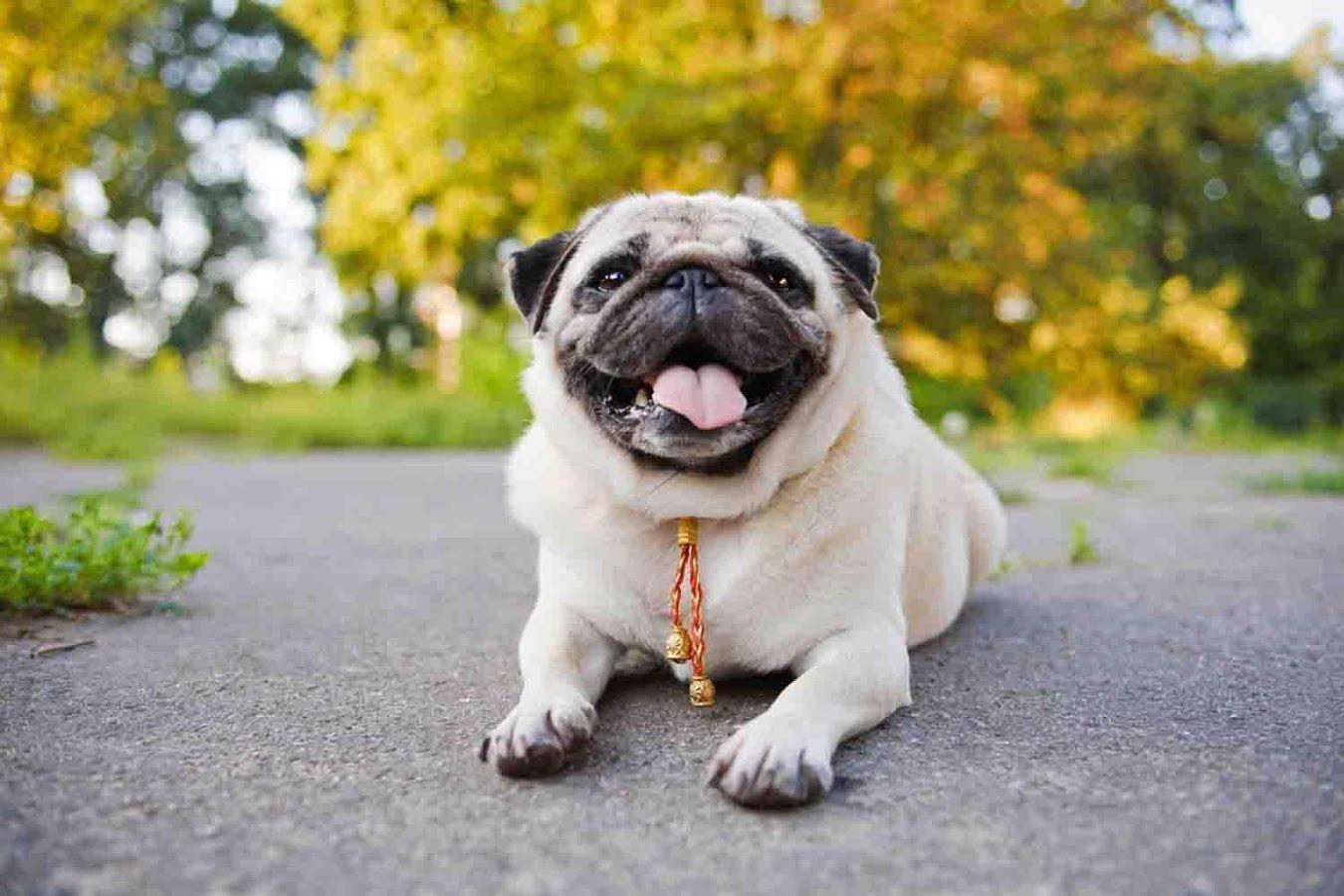 Pug Wallpaper Free Apps on Google Play